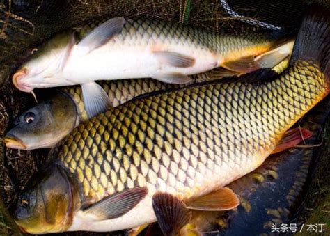 養鯉魚|新手入門